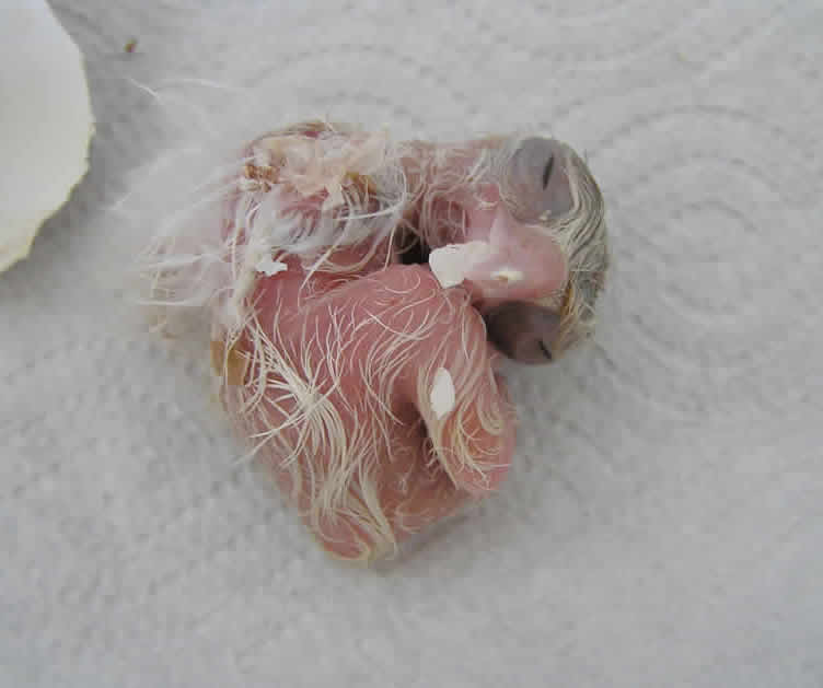 falcon hatchling